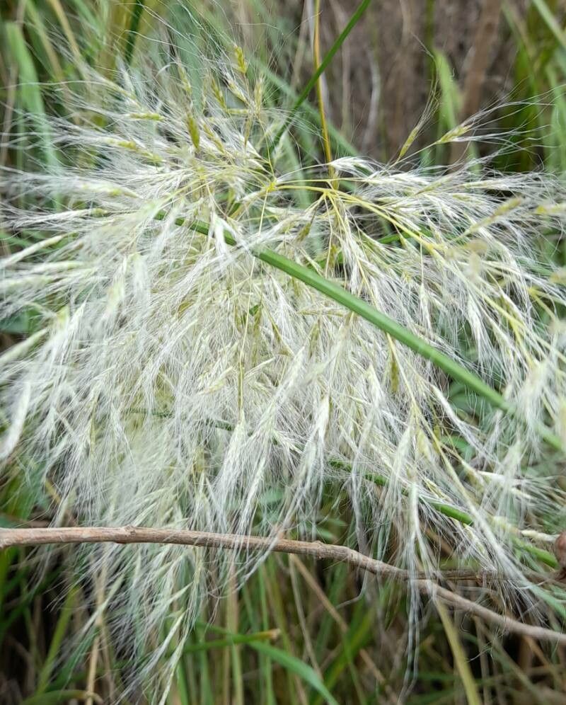 Cortaderia hieronymi (Cortaderia hieronymi)