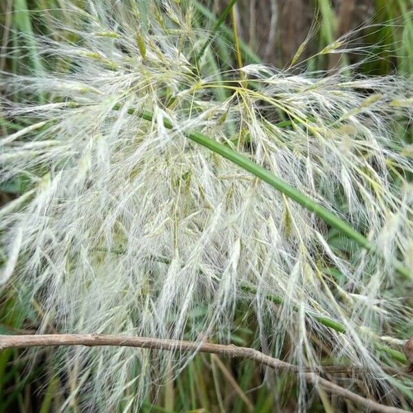 Cortaderia hieronymi (Cortaderia hieronymi)