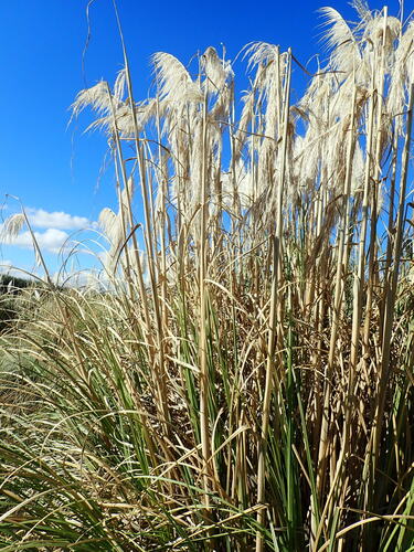 Uruguayan pampas grass (Cortaderia selloana)