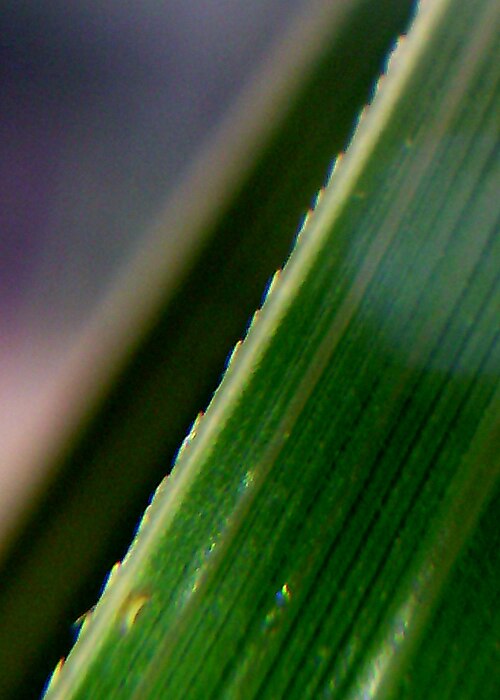 Uruguayan pampas grass: Cortaderia selloana (Pampas Grass) upper epidermis of leaf, silica teeth bodies and veins - x20