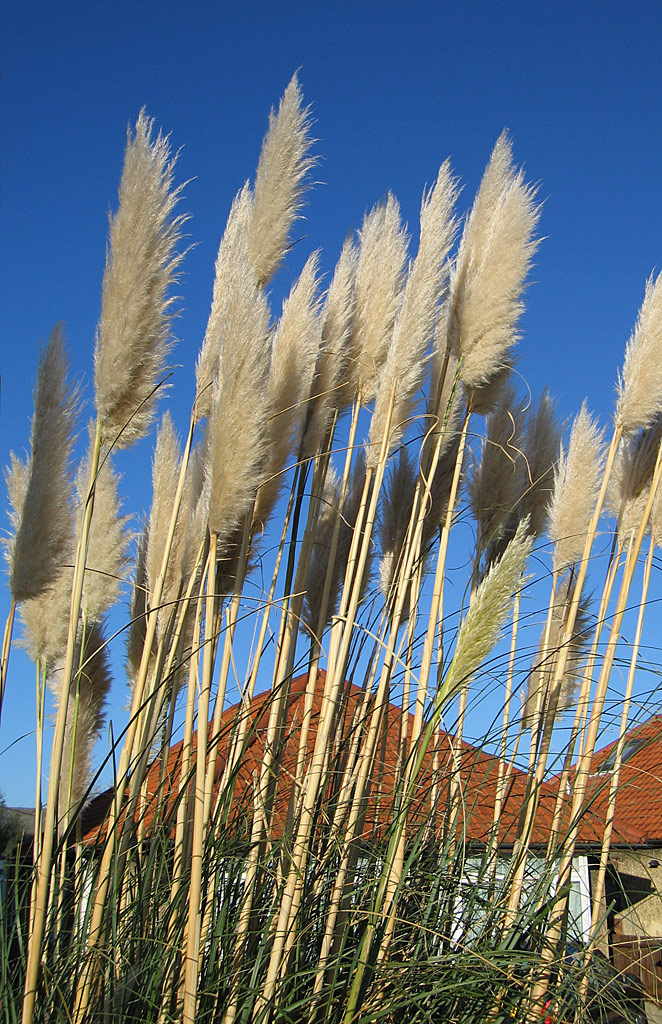Uruguayan pampas grass (Cortaderia selloana)