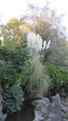 Uruguayan pampas grass (Cortaderia selloana)