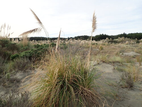 Uruguayan pampas grass (Cortaderia selloana)