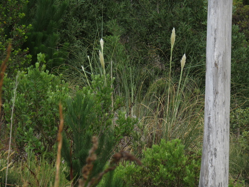 Uruguayan pampas grass (Cortaderia selloana)
