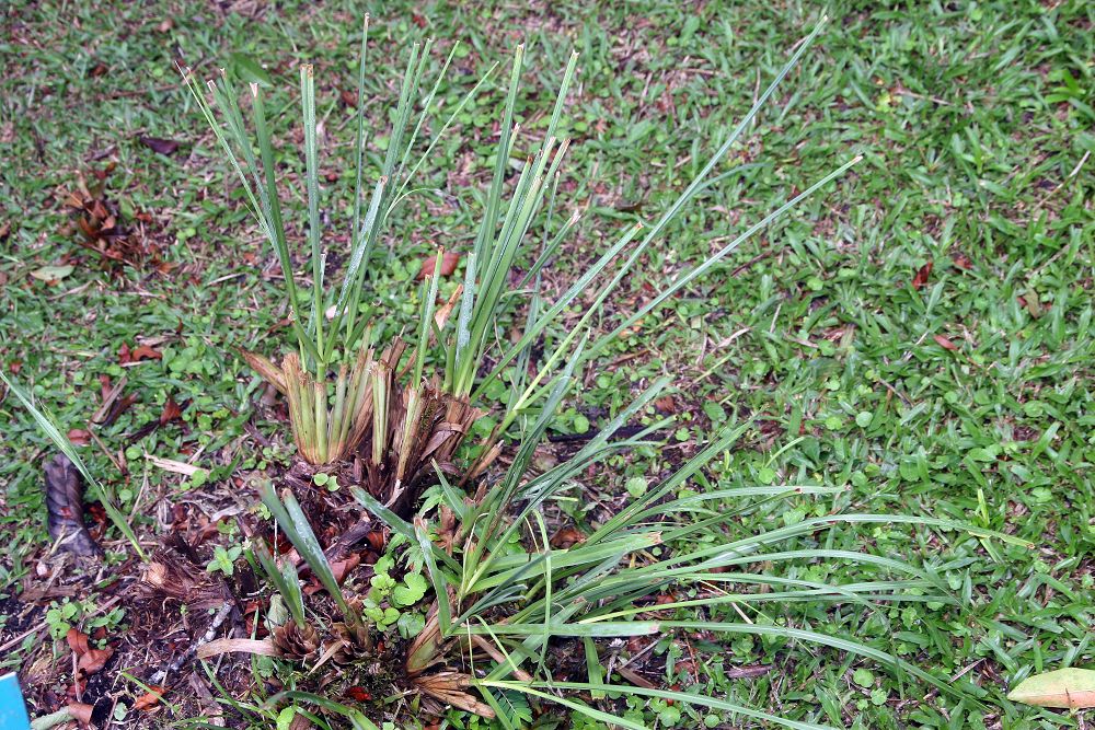 Uruguayan pampas grass: Location taken: Wilson Botanical Garden, Las Cruces Biological Station, Costa Rica. Names: Cortaderia selloana (Schult. & Schult.f.) Asch. & Graebn., Amerikanis