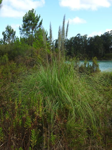 Uruguayan pampas grass (Cortaderia selloana)