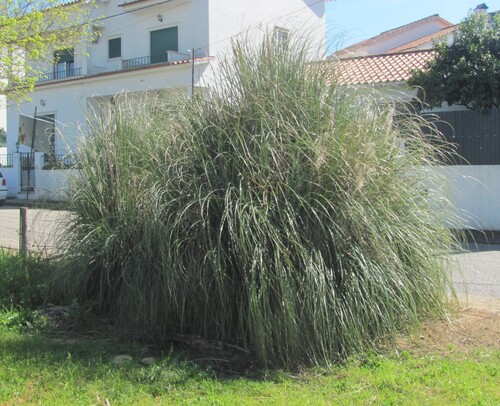 Uruguayan pampas grass (Cortaderia selloana)