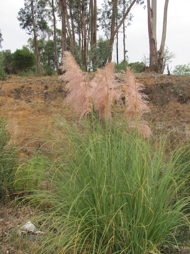Uruguayan pampas grass (Cortaderia selloana)