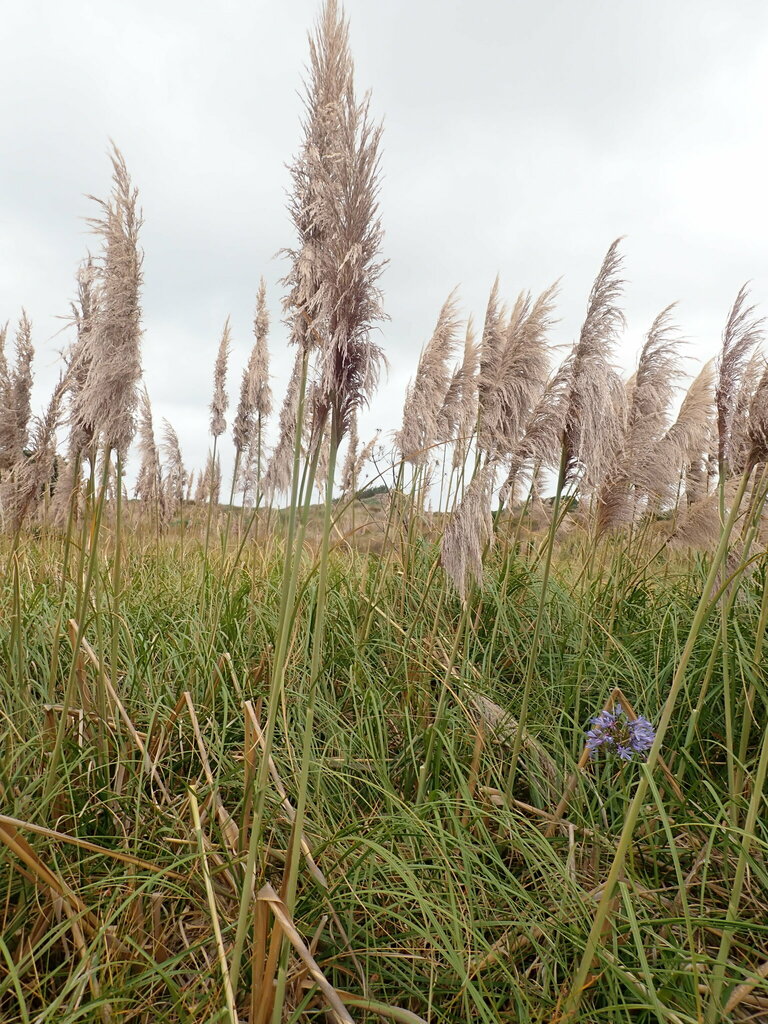 Uruguayan pampas grass (Cortaderia selloana)