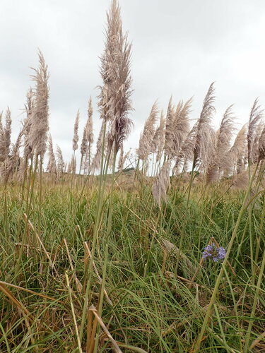 Uruguayan pampas grass
