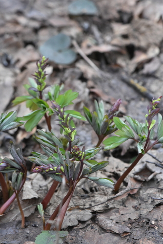 Hollowroot (Corydalis cava)