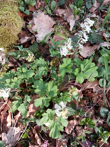 Hollowroot (Corydalis cava)