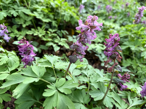 Hollowroot (Corydalis cava)