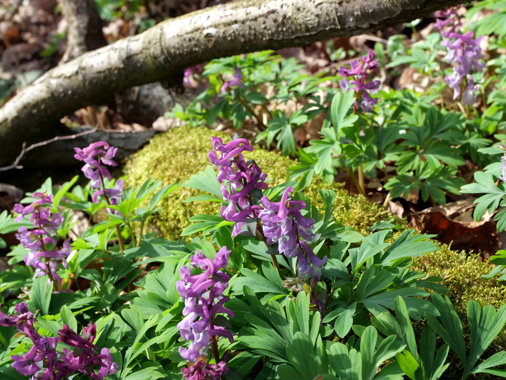 Hollowroot (Corydalis cava)