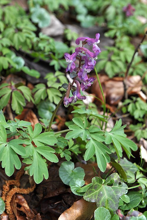 Hollowroot: Corydalis cava on the Seeburger Weg, municipality Poertschach on the Lake Woerth , district Klagenfurt Land, Carinthia / Austria / EU