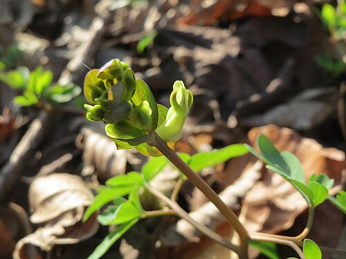 Hollowroot: Hohler Lerchensporn ( Corydalis cava ) in der Unteren Lußhart bei Neulußheim