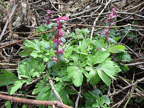 Hollowroot: Hohler Lerchensporn ( Corydalis cava ) am Saarbach in Brebach
