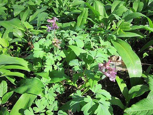 Hollowroot: Hohler Lerchensporn ( Corydalis cava ) in der Unteren Lußhart bei Neulußheim