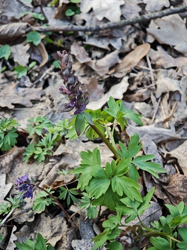Hollowroot (Corydalis cava)