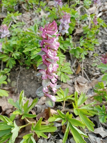 Hollowroot (Corydalis cava)