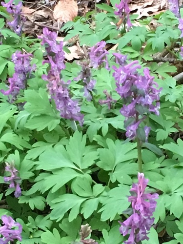 Hollowroot (Corydalis cava)