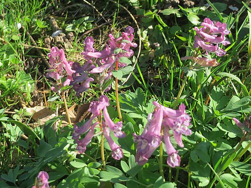 Spring fumewort: Gefingerter Lerchensporn ( Corydalis solida ) an der Saar in Alt-Saarbrücken - im Unterschied zum ähnlichen Hohlen Lerchensporn sind die Blätter unterhalb der B
