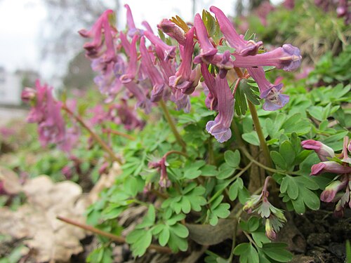 Spring fumewort: Gefingerter Lerchensporn ( Corydalis solida ) am Nußberg in Saarbrücken