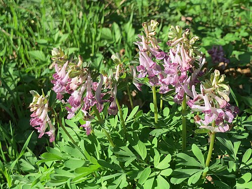 Spring fumewort: Gefingerter Lerchensporn ( Corydalis solida ) im Deutschmühlental in Alt-Saarbrücken