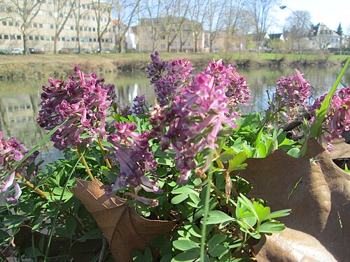 Spring fumewort: Gefingerter Lerchensporn ( Corydalis solida ) an der Saar in Sankt Arnual