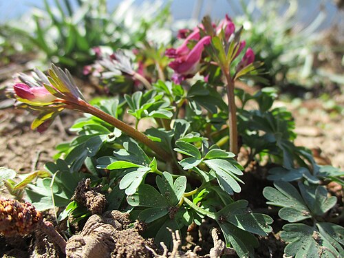 Spring fumewort: Gefingerter Lerchensporn ( Corydalis solida ) an der Saar im Naturschutzgebiet „St. Arnualer Wiesen“