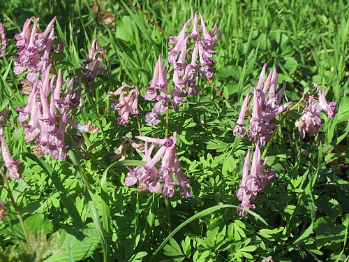 Spring fumewort: Gefingerter Lerchensporn ( Corydalis solida ) im Deutschmühlental in Alt-Saarbrücken