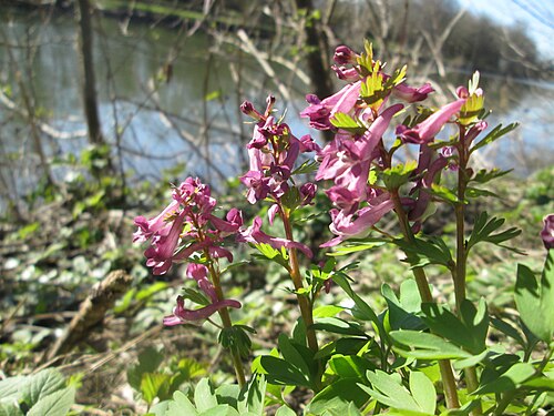 Spring fumewort: Gefingerter Lerchensporn ( Corydalis solida ) an der Saar im Naturschutzgebiet "St. Arnualer Wiesen"