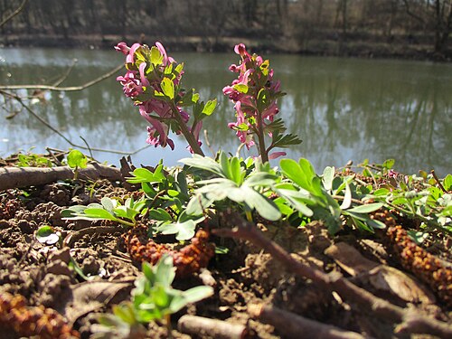 Spring fumewort: Gefingerter Lerchensporn ( Corydalis solida ) an der Saar im Naturschutzgebiet „St. Arnualer Wiesen“