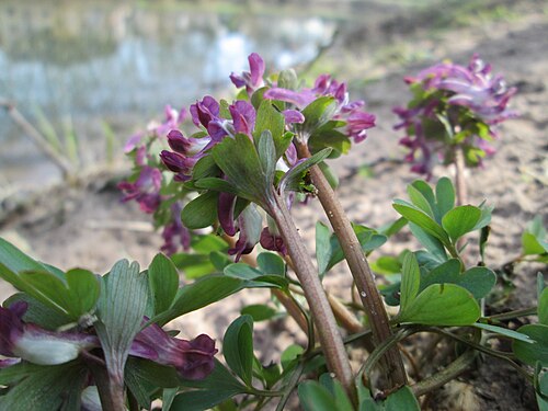 Spring fumewort: Gefingerter Lerchensporn ( Corydalis solida ) an der Saar in Sankt Arnual