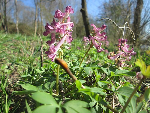 Spring fumewort: Gefingerter Lerchensporn ( Corydalis solida ) an der Saar im Naturschutzgebiet "St. Arnualer Wiesen"