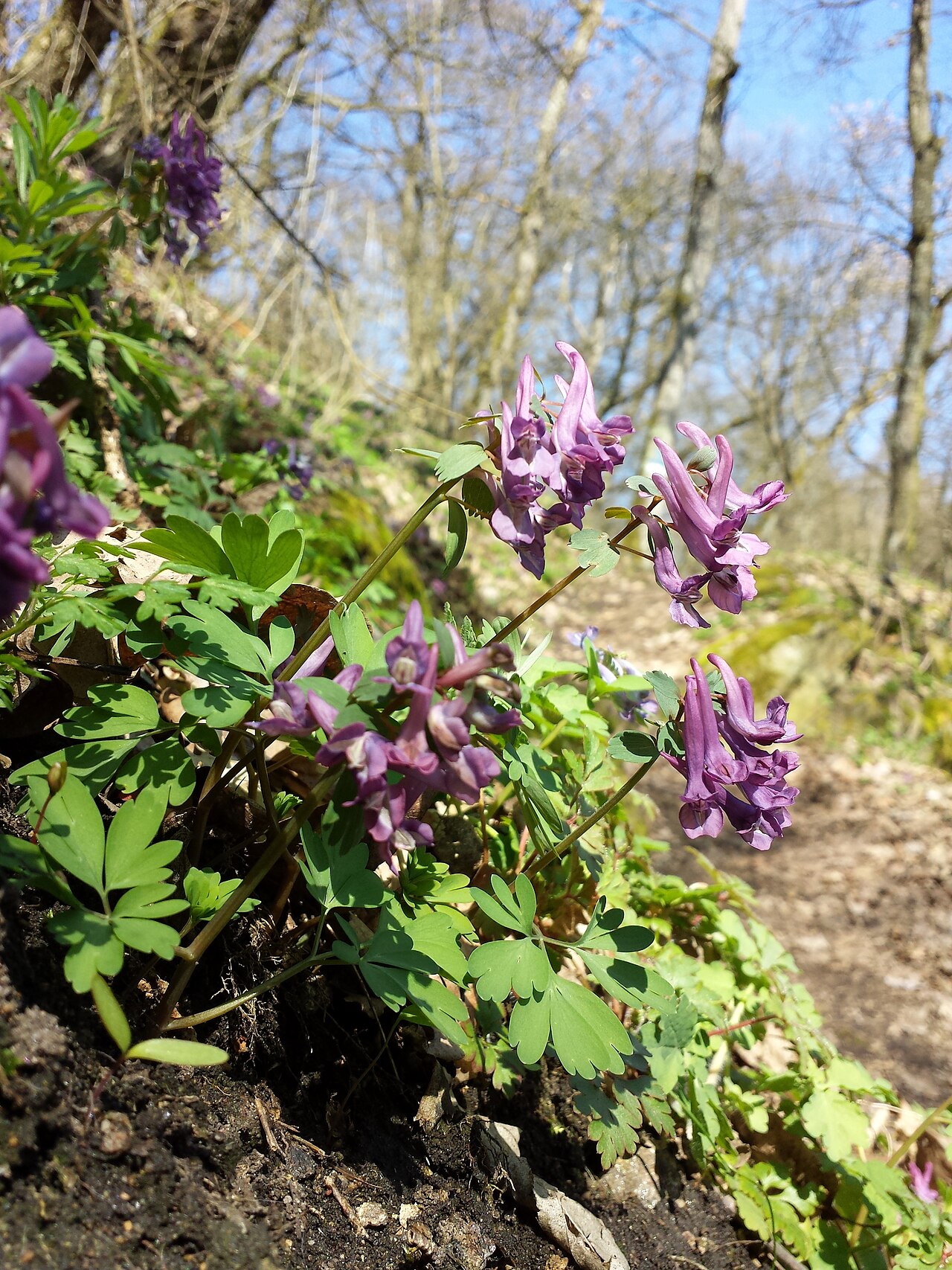 Spring fumewort: Habitus Taxonym: Corydalis solida ss Fischer et al. EfÖLS 2008 ISBN 978-3-85474-187-9 Location: Kamp Valley new Schimmelsprung castle ruin, district Horn, Lower