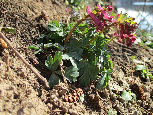 Spring fumewort: Gefingerter Lerchensporn ( Corydalis solida ) an der Saar im Naturschutzgebiet „St. Arnualer Wiesen“