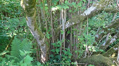 Common hazel: Corylus avellana (Hazel) with vertical growths. Auchinleck, East Ayrshire, Scotland.