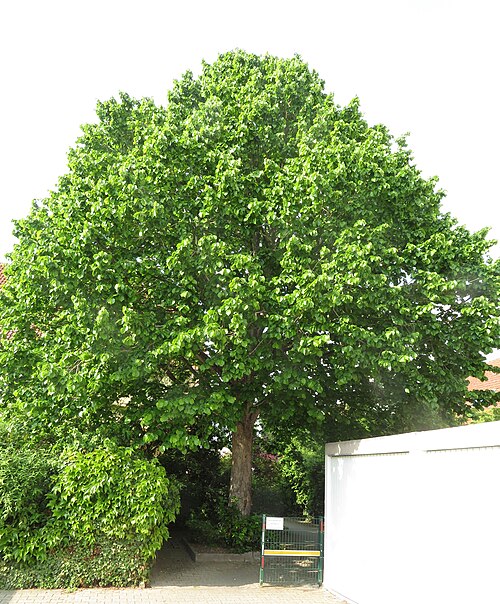 Common hazel: Die Gemeine Hasel ist häufig als Strauch zu sehen, sie kann aber einstämmig zu einem richtigen Baum werden.