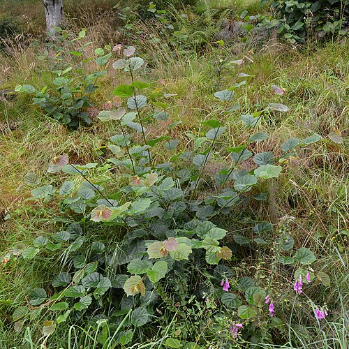 Common hazel: Common Hazel ( Corylus avellana ) in Kvinnherad, Norway.