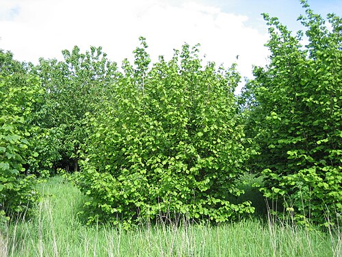 Common hazel: Corylus avellana shrub. Northumberland, UK