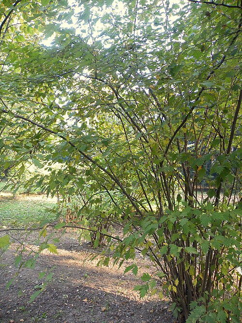 Common hazel: Common hazel is typically a shrub reaching 3–8 m tall, but can reach 15 m. This media file is produced by Wikipedian in Residence in Botanical Garden Jevremovac