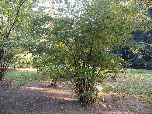 Common hazel: Common hazel is typically a shrub reaching 3–8 m tall, but can reach 15 m. This media file is produced by Wikipedian in Residence in Botanical Garden Jevremovac