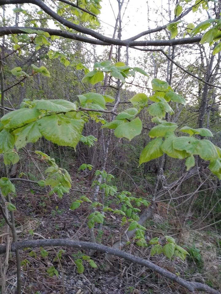 Common hazel: Corylus avelana или леска je листопадни жбун из фамилије Corylaceae. Листови су округли, ушиљени, храпави. Цветови су ресе, док је плод лешник. Широко распростр