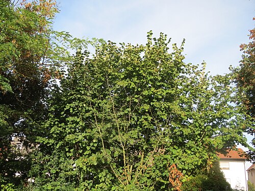 Common hazel: Gemeine Hasel ( Corylus avellana ) in Hockenheim