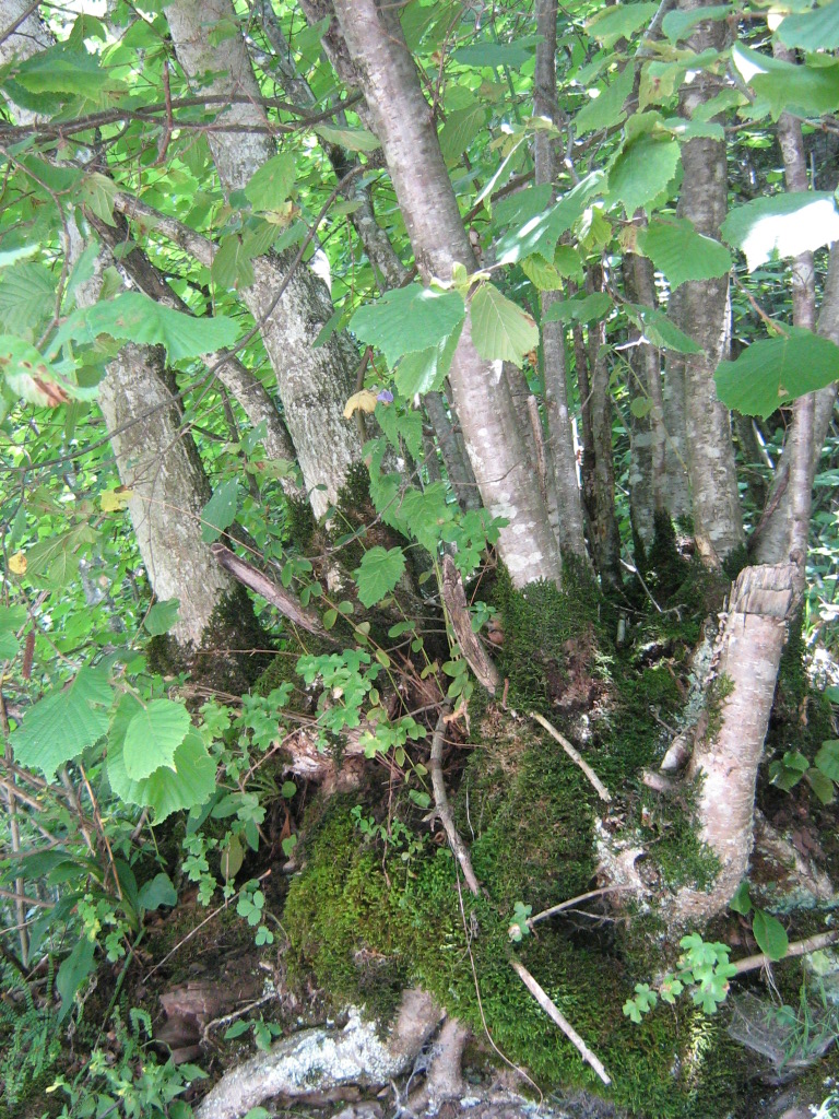 Common hazel (Corylus avellana)