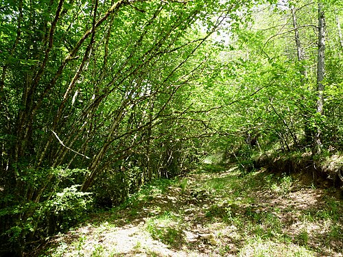 Common hazel: Corylus avellana . In Guixers (Solsonès - Catalunya), to 950 m. altitude