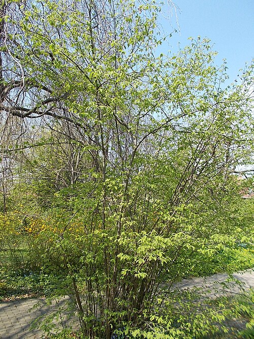 Common hazel: Buda Arboretum. Almost eight hectares area is planted around buildings. The first species are here since 1893. Can see more than 1400 ligneous species. Several 