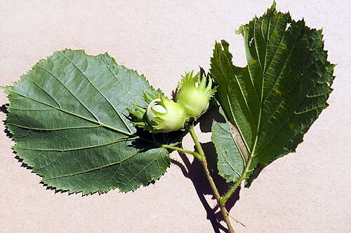 Common hazel: Corylus avellana; unripe fruit