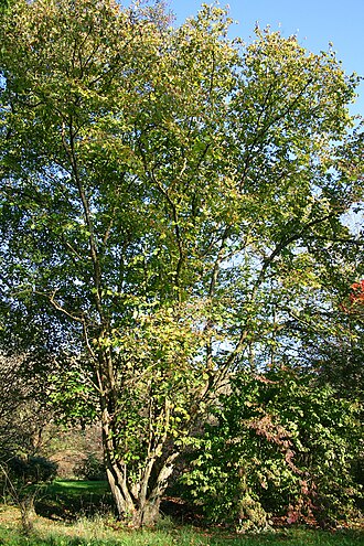 Chinese hazel: Chinese Hazel .